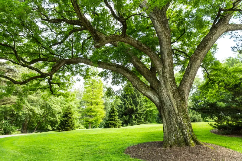 HOW DO I KNOW WHEN A TREE NEEDS REMOVAL