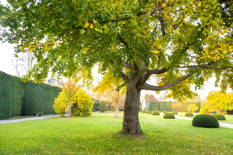 Benefits Of Regular Tree Care - Tree Care And Why It’s Important