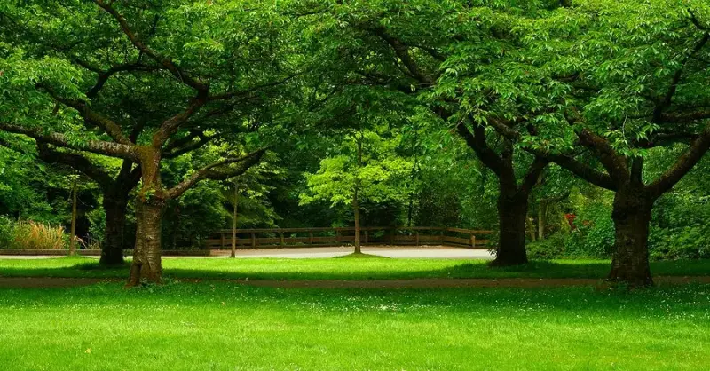Importance Of Tree Care - Tree Surgeons Preston, Lancashire, Cumbria