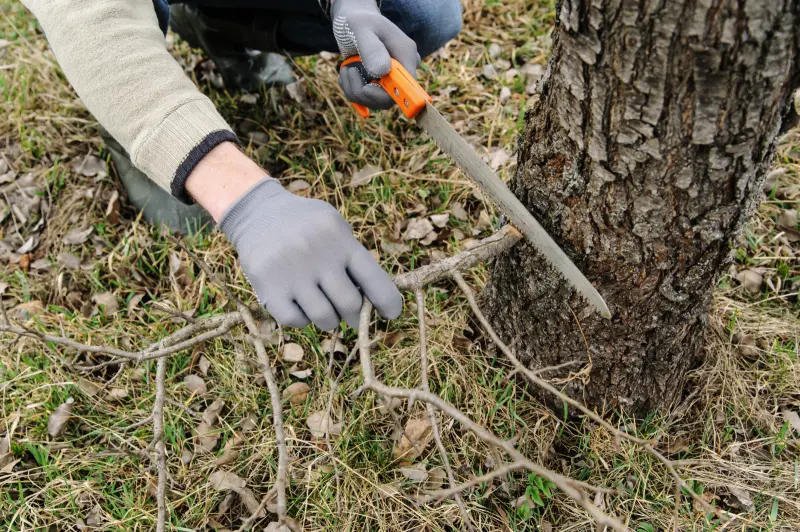 WHY DOES A TREE NEED PRUNING
