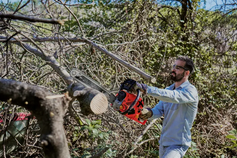 WHAT IS THE LAW AGAINST CUTTING TREES?