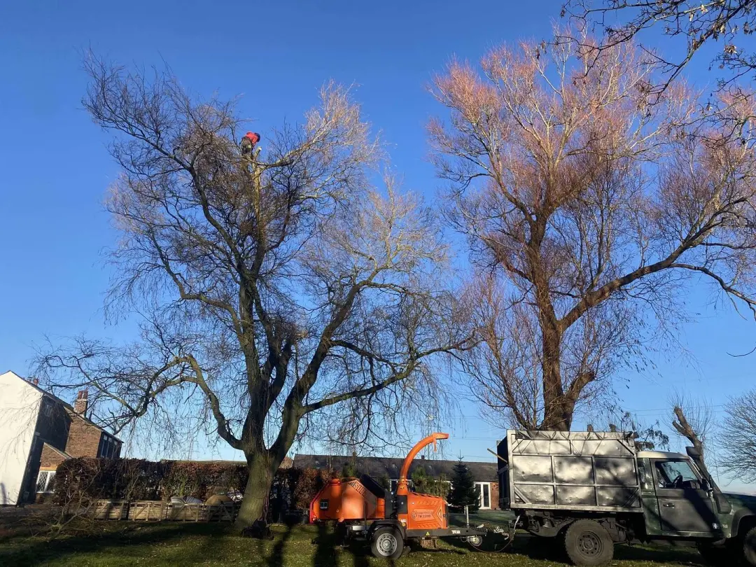 Common Reasons for Tree Removal 