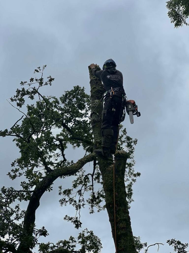 Tree Services in Preston, Lancashire and Cumbria