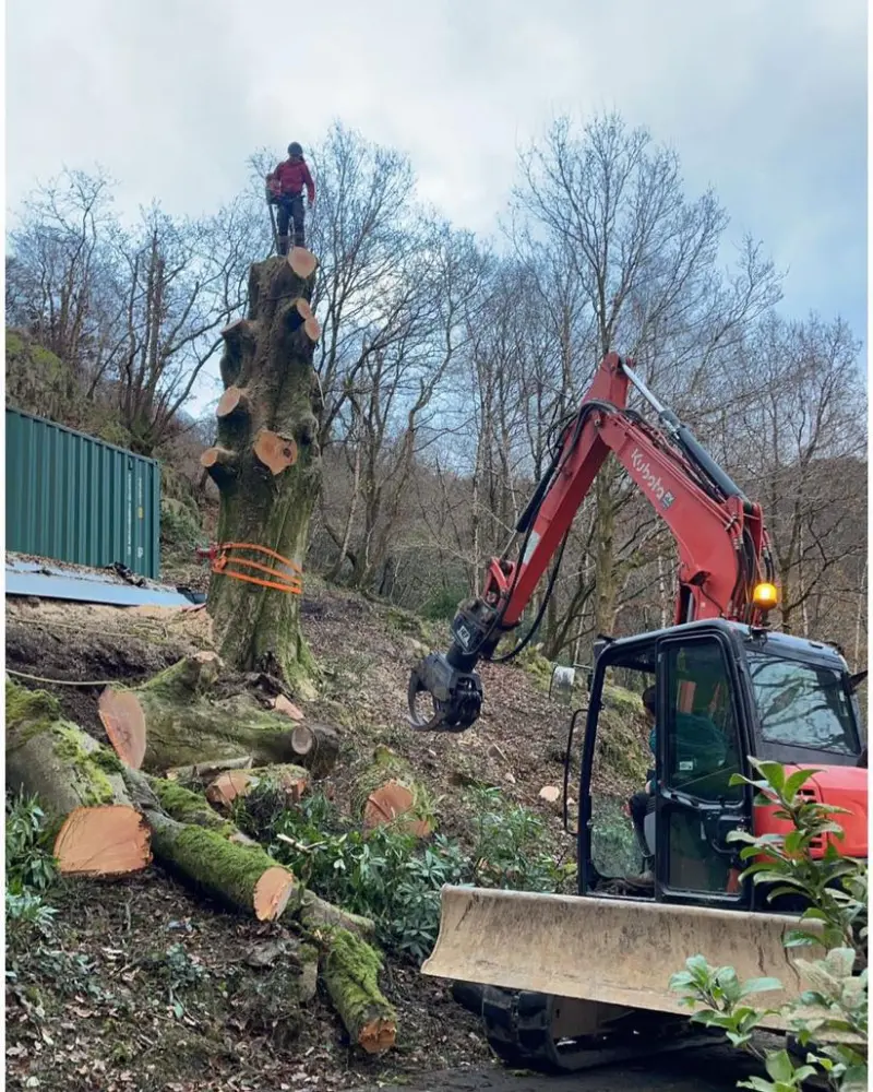 What Is A Tree Felling Licence? Preston, Lancashire