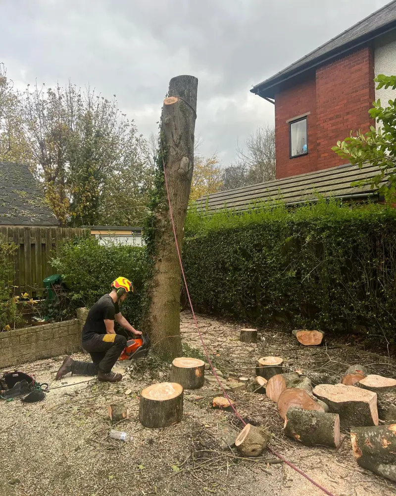 Can I Remove A Tree On My Property? Tree Surgeons In Preston, Lancashire